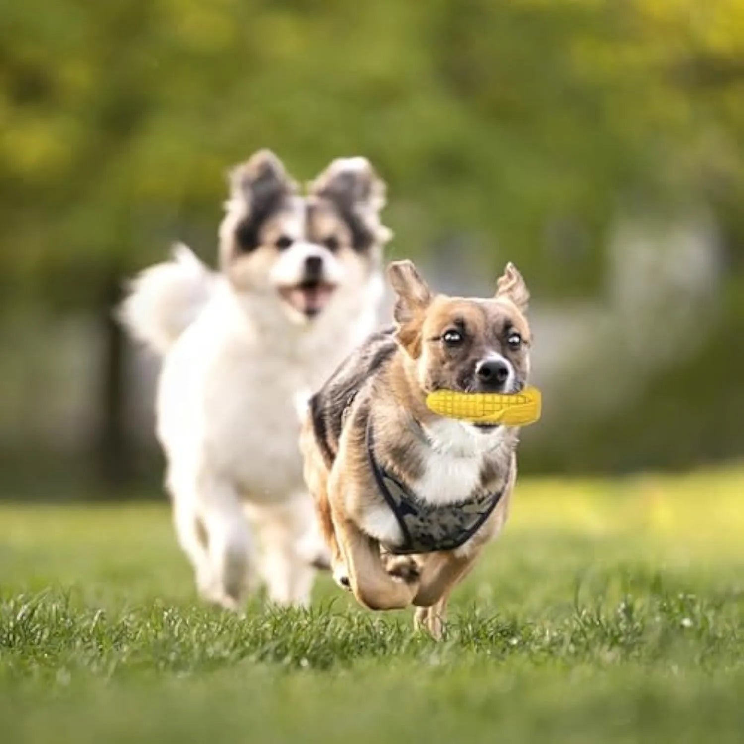 Blue and yellow corn stick dog chew toy with textured surface for aggressive chewers