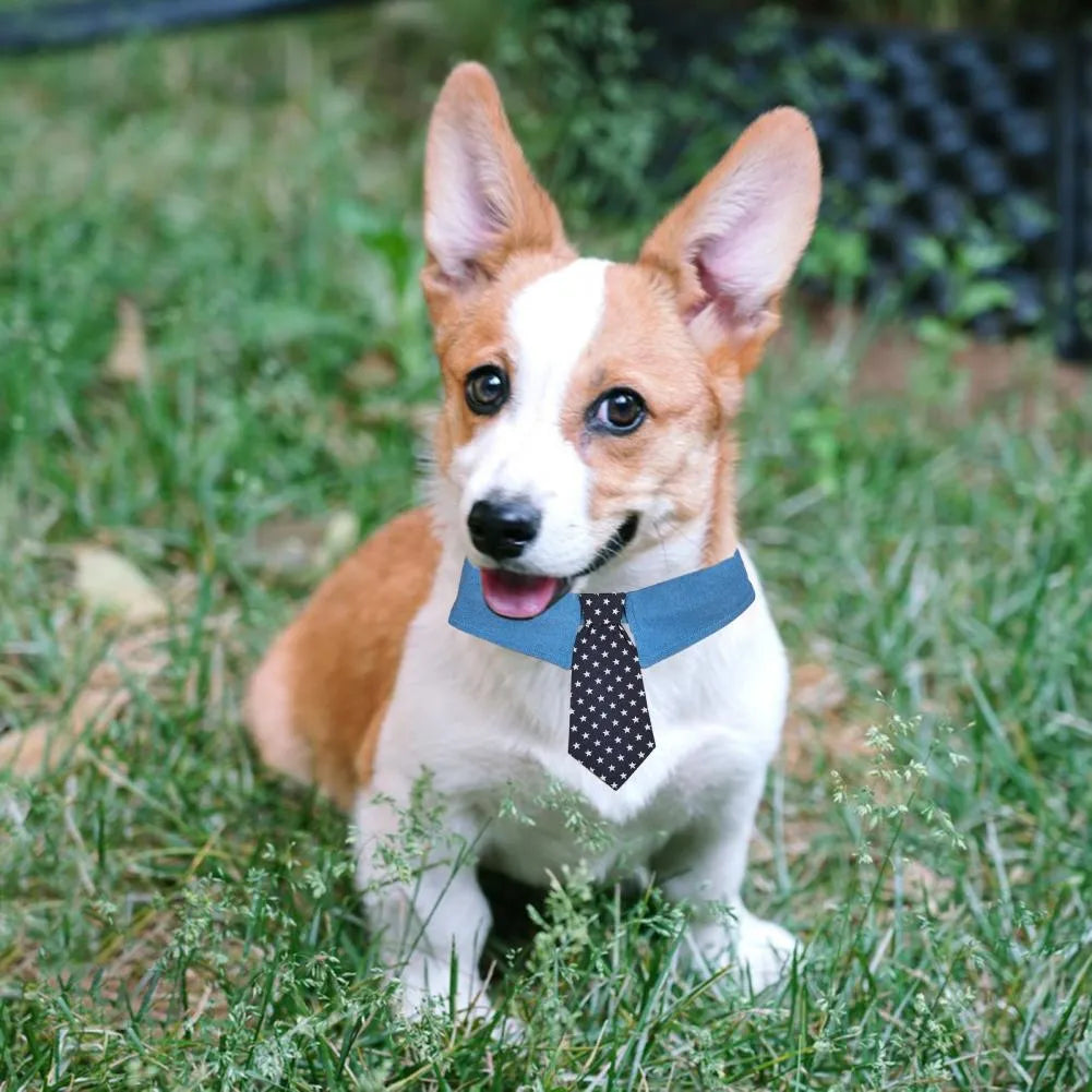 Adjustable denim star pattern dog collar with fastener tape on white background for weddings and formal events