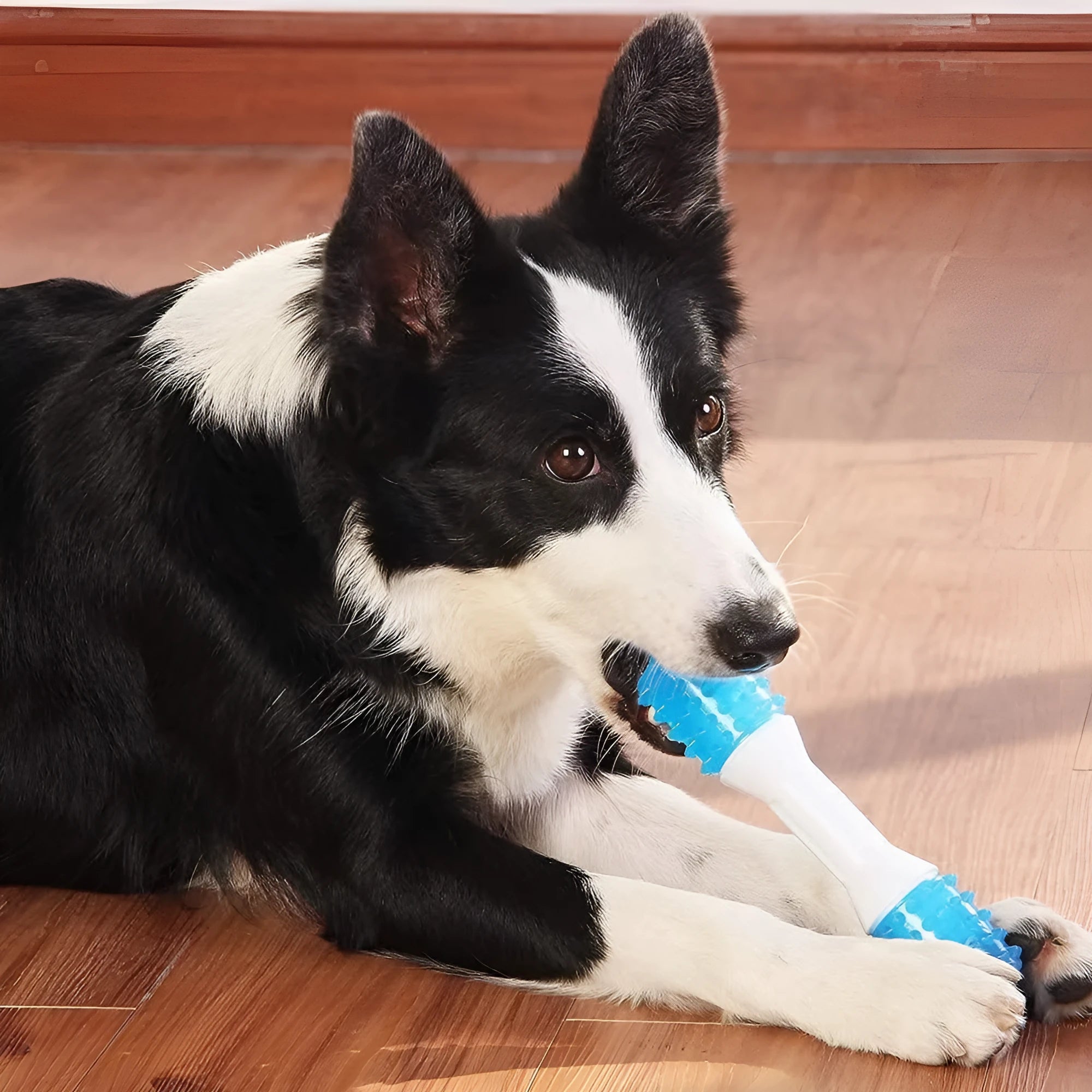 TPR rubber puppy teething chew toy in dual colours for gentle chewers with three size options