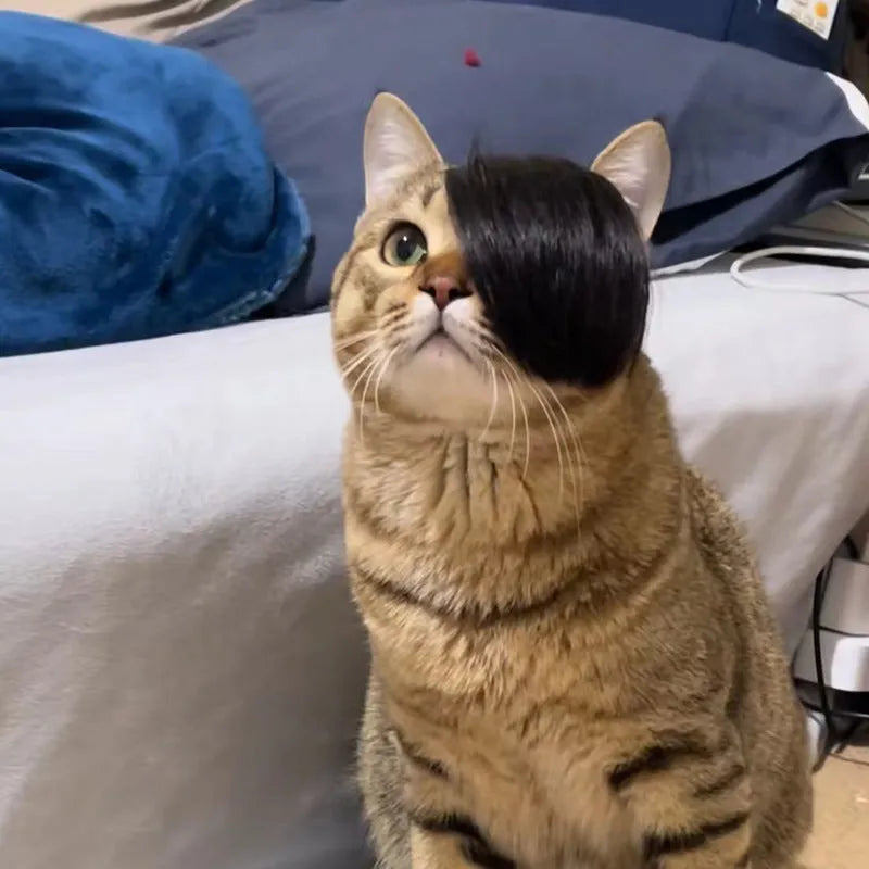 Black cat wig with imitation braid decoration for pet dress-up