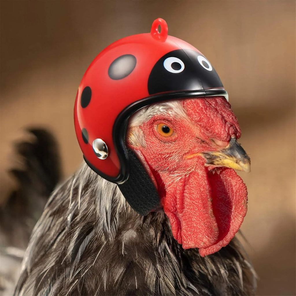 Small hard plastic helmet for a chicken with an elastic band and a soft interior sponge lining.