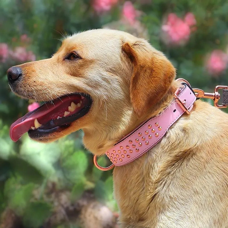 Leather dog collar with metal anti-bite rivets in black, chocolate, or pink.