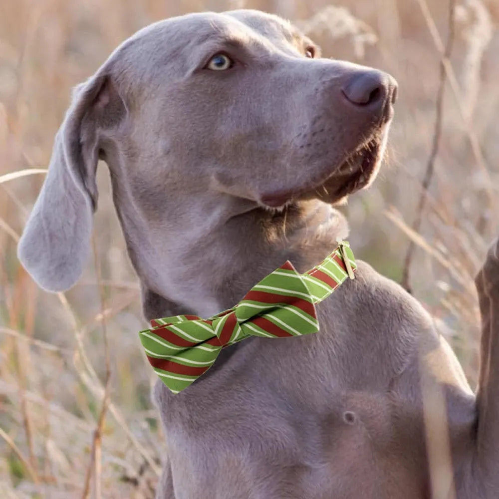 Candy green polyester dog collar with bow knot and adjustable buckle on a white background