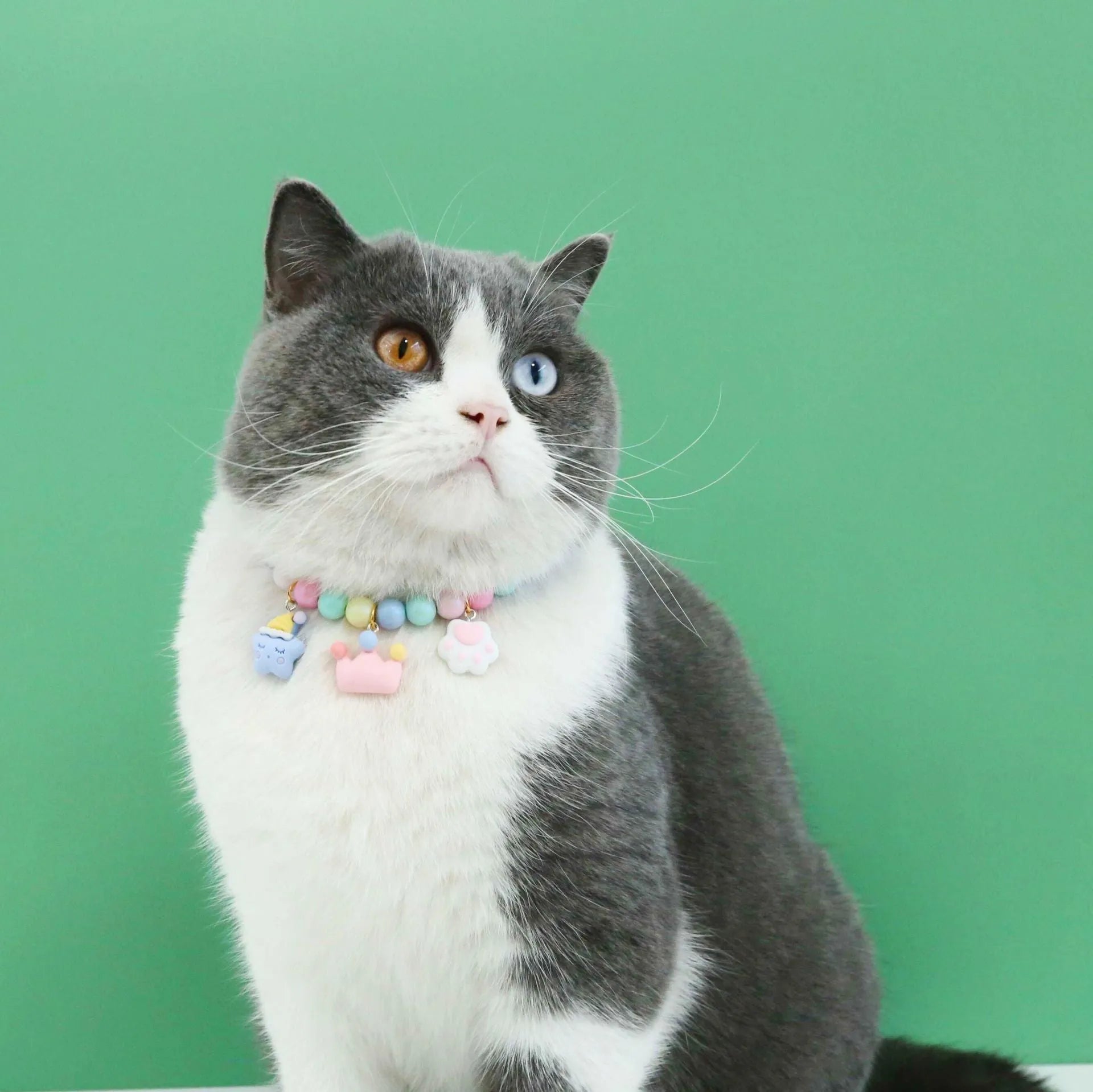 Resin adjustable pet collar with macaron charm in six designs including moon, meteor, rabbit, crystal ball, crown and girl
