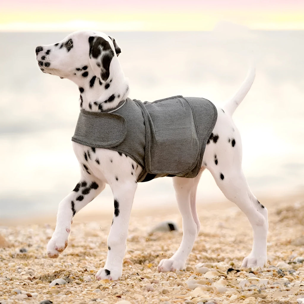 Heather grey dog anxiety jacket warm vest on a model dog, showing soft brocade cotton material.