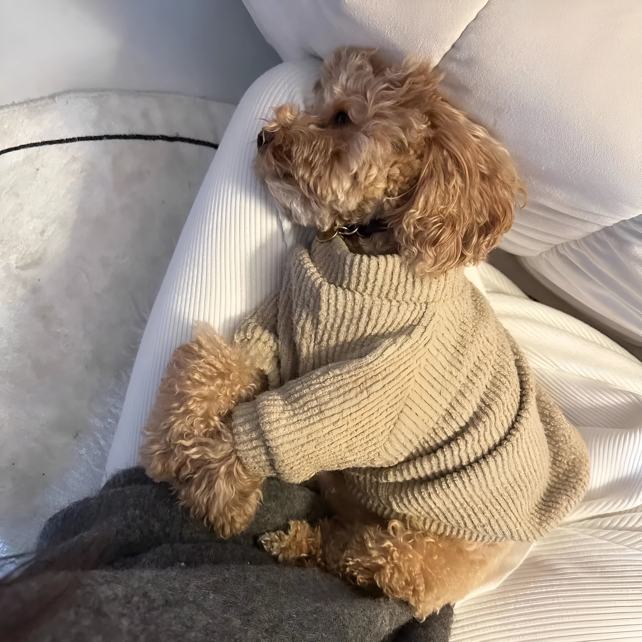 Brown cloth pullover sweater for small dog breeds on a mannequin