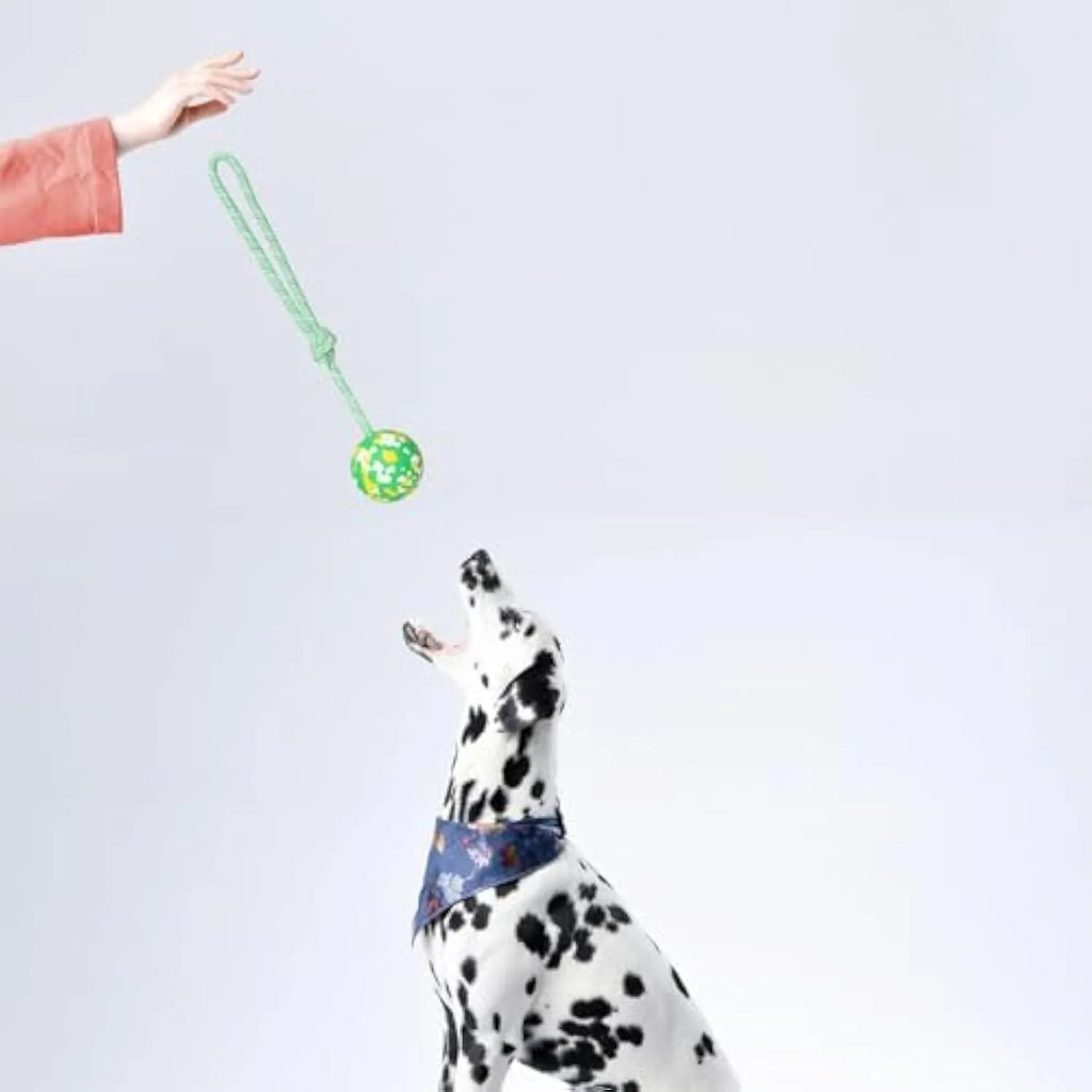 Dog rope ball toy with a solid rubber ball and nylon rope for fetch and tug games
