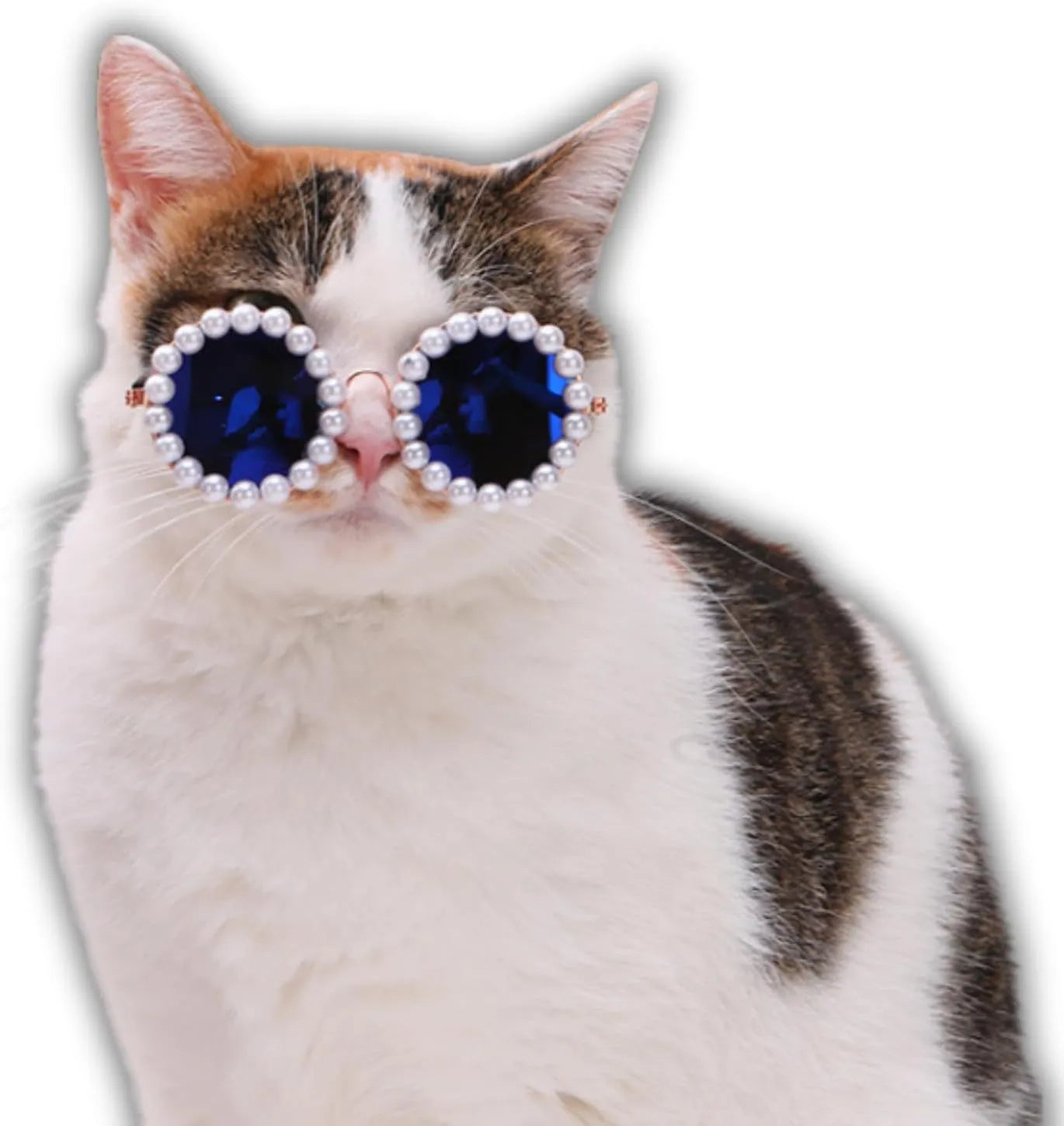 Cat wearing black pearl-rimmed round sunglasses as costume accessory for party