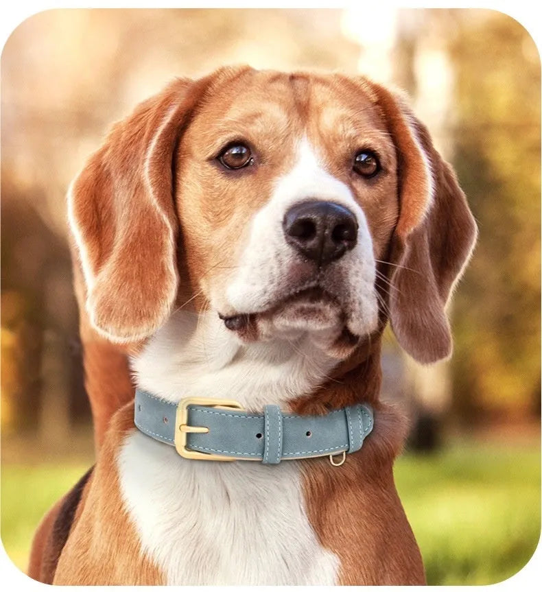 Double-layer leather dog collar and matching lead in rose red, brown, or blue colour on a size tag.