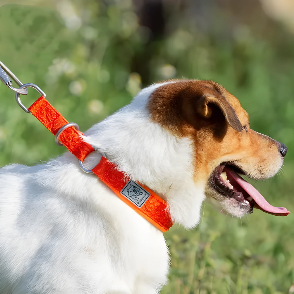 Dog collar P chain in reflective black red with aluminium buckle on white background