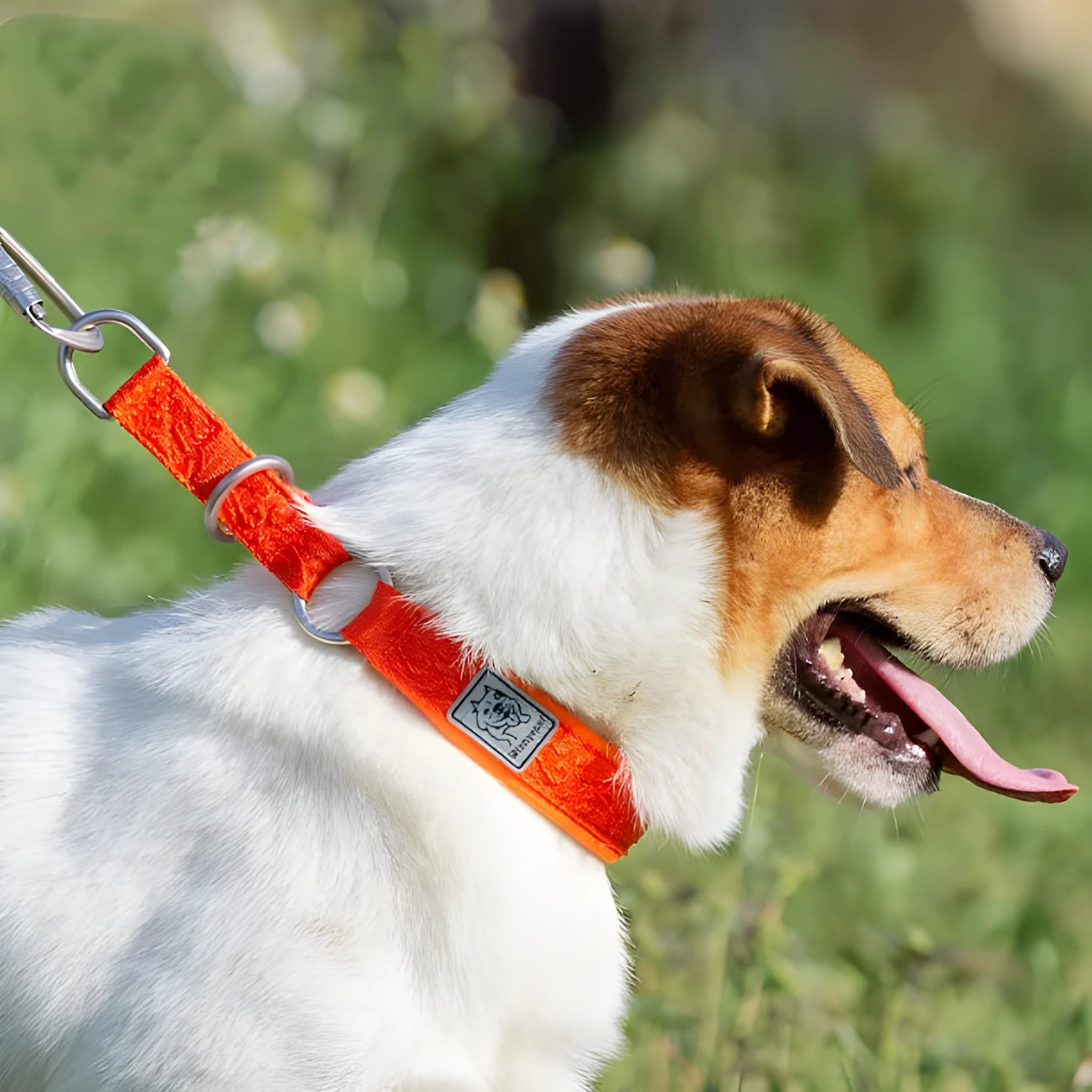 Dog collar P chain in reflective black red with aluminium buckle on white background