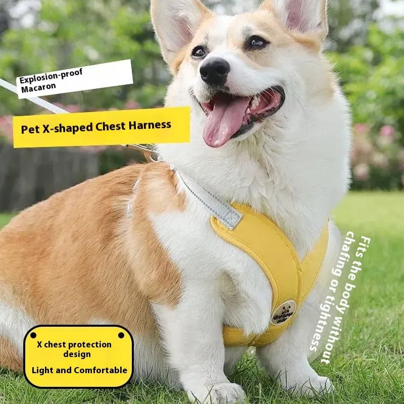 Polyester dog walking vest and hand-holding rope set shown in blue, green, pink, or yellow.
