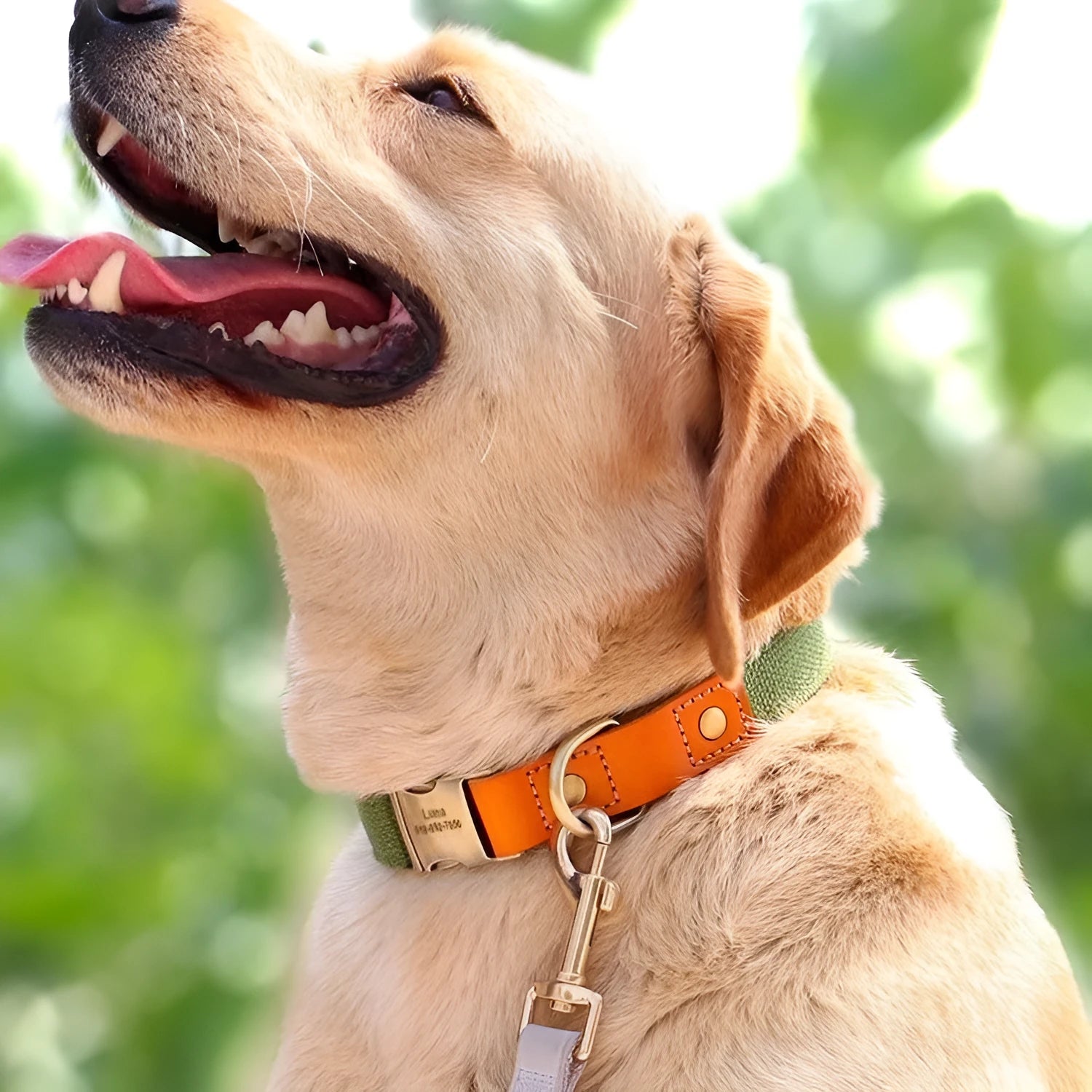 Small dog mohair collar and matching traction rope in one of six colour options