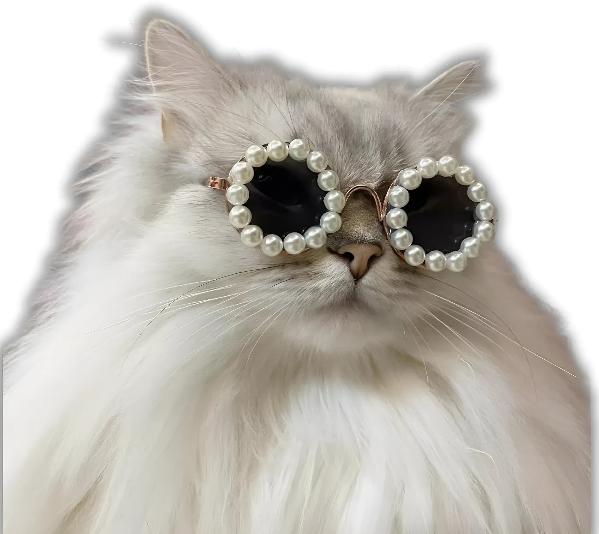 Cat wearing black pearl-rimmed round sunglasses as costume accessory for party