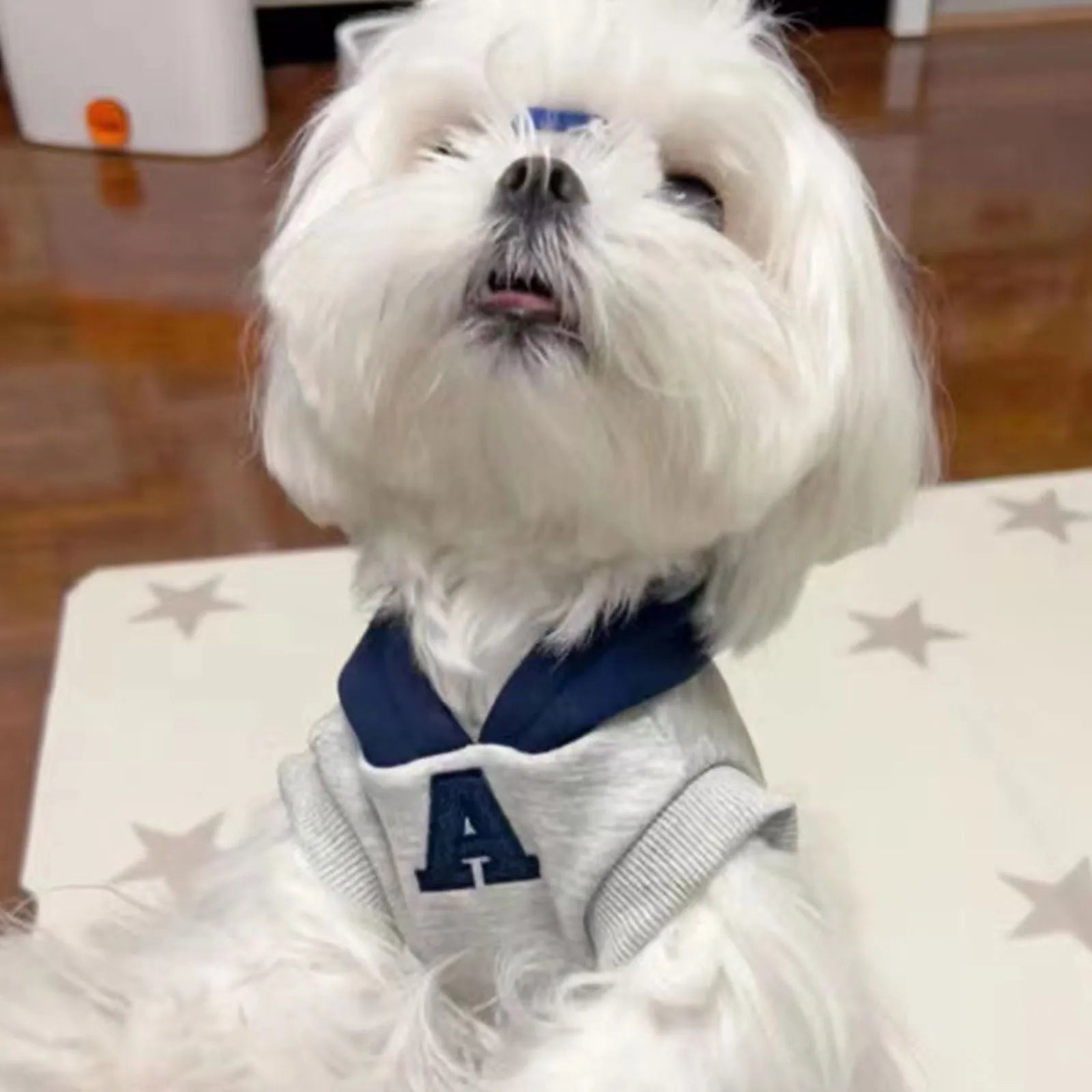 Blue and grey-white slim-fit pet hoodie with reflective letters for dogs and cats