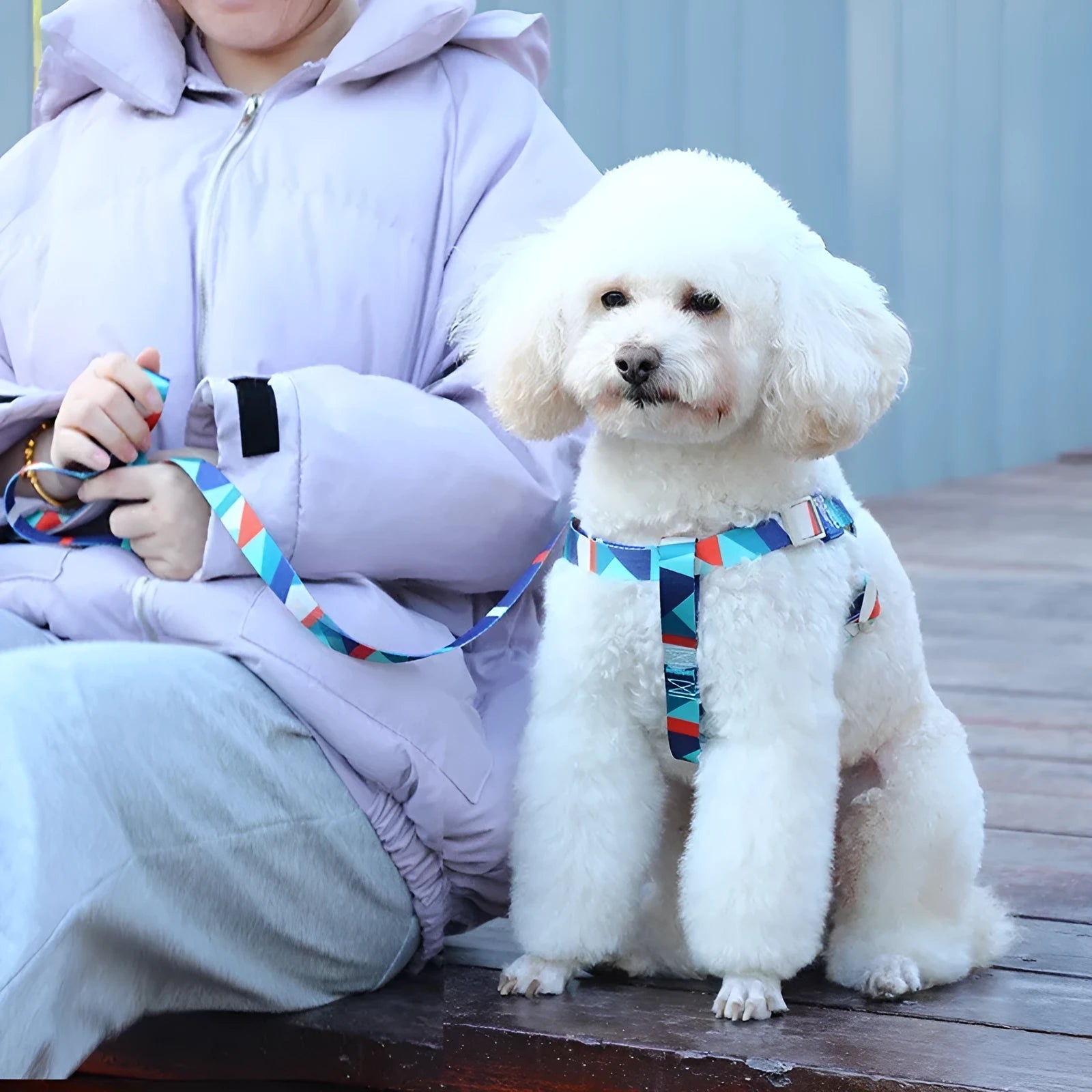 Dog vest haulage rope package in blue polyester with chest strap and traction rope