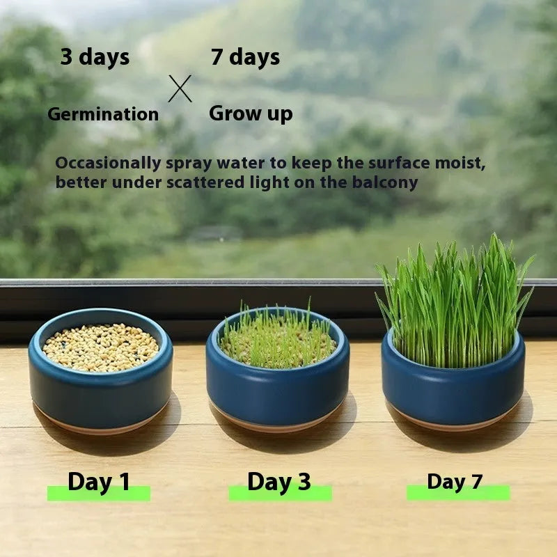 Hydroponic cat grass kit with soilless growing cups and seed packs in three colour options
