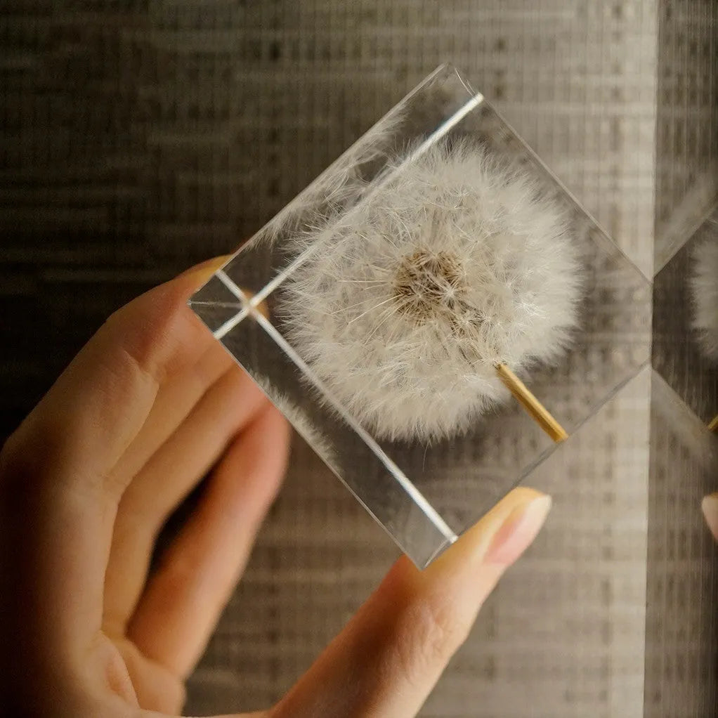Dandelion specimen cube 5cm resin tabletop decoration with wooden box and USB base