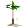 Vertical wooden cat scratching post with canna coloured finish on a simple background.