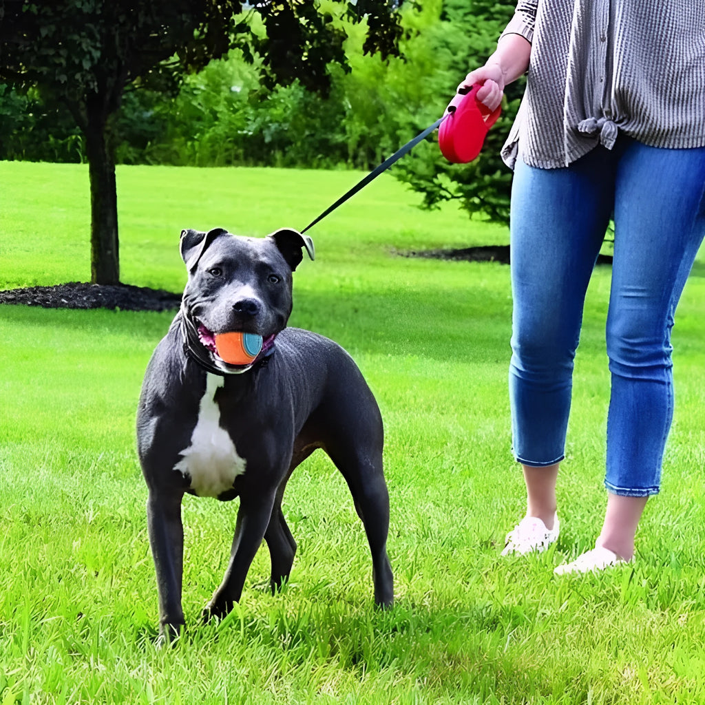 TPR dog training ball 6.5cm with molar texture and sound in blue orange colour variant