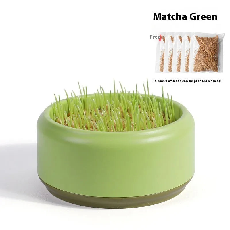 Hydroponic cat grass kit with soilless cup and five seed packs in blue, green, and yellow colours, 200g