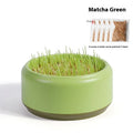 Hydroponic cat grass kit with soilless cup and five seed packs in blue, green, and yellow colours, 200g